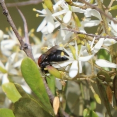 Lasioglossum (Callalictus) callomelittinum at QPRC LGA - 19 Feb 2021