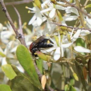 Lasioglossum (Callalictus) callomelittinum at QPRC LGA - suppressed