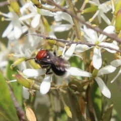 Lasioglossum (Callalictus) callomelittinum at QPRC LGA - 19 Feb 2021