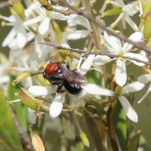 Lasioglossum (Callalictus) callomelittinum at QPRC LGA - 19 Feb 2021