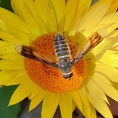 Comptosia quadripennis (a bee fly) at Cook, ACT - 7 Feb 2021 by drakes