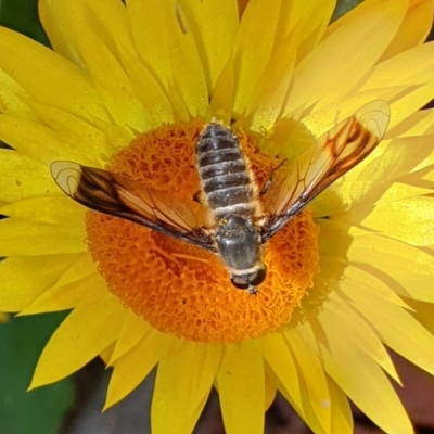 Comptosia quadripennis (a bee fly) at Cook, ACT - 7 Feb 2021 by drakes