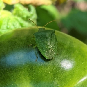 Nezara viridula at Hughes, ACT - 14 Feb 2021