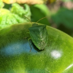 Nezara viridula (Green vegetable bug) at Hughes, ACT - 14 Feb 2021 by JackyF