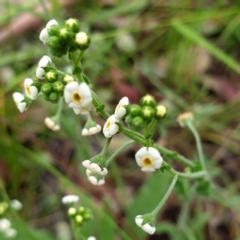 Hackelia suaveolens (Sweet Hounds Tongue) at Cook, ACT - 30 Nov 2020 by drakes