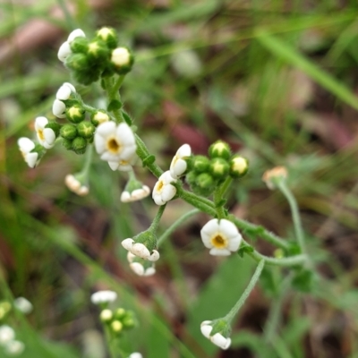 Hackelia suaveolens (Sweet Hounds Tongue) at Cook, ACT - 30 Nov 2020 by drakes