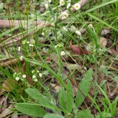 Hackelia suaveolens at Cook, ACT - 30 Nov 2020