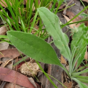 Hackelia suaveolens at Cook, ACT - 30 Nov 2020