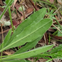 Hackelia suaveolens at Cook, ACT - 30 Nov 2020