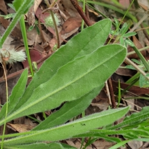 Hackelia suaveolens at Cook, ACT - 30 Nov 2020