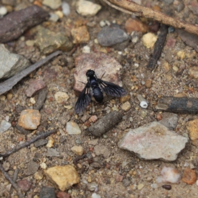 Pseudopenthes fenestrata (Window-winged bee fly) at Cook, ACT - 18 Feb 2021 by Tammy