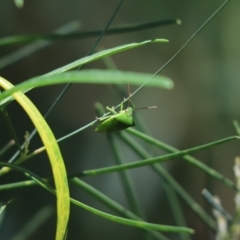 Nezara viridula (Green vegetable bug) at Cook, ACT - 20 Feb 2021 by Tammy