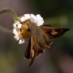 Timoconia flammeata (Bright Shield-skipper) at Cotter River, ACT - 19 Feb 2021 by rawshorty