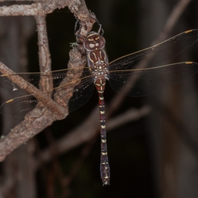 Austroaeschna inermis (Whitewater Darner) at Cotter River, ACT - 20 Feb 2021 by rawshorty