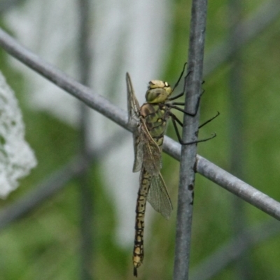 Anax papuensis (Australian Emperor) at Murrumbateman, NSW - 19 Feb 2021 by davobj