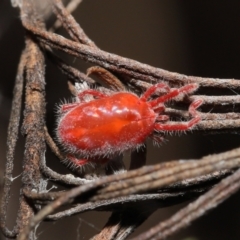 Trombidiidae (family) (Red velvet mite) at ANBG - 19 Feb 2021 by TimL