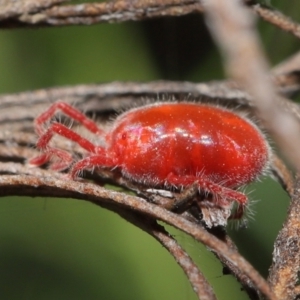 Trombidiidae (family) at Downer, ACT - 19 Feb 2021