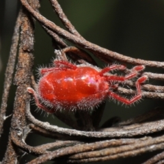 Trombidiidae (family) at Downer, ACT - 19 Feb 2021