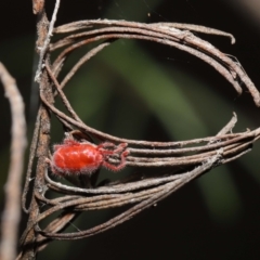 Trombidiidae (family) at Downer, ACT - 19 Feb 2021