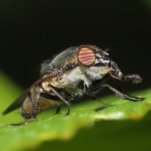 Stomorhina sp. (genus) at Acton, ACT - 19 Feb 2021