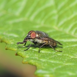 Stomorhina sp. (genus) at Acton, ACT - 19 Feb 2021 01:12 PM