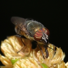 Stomorhina sp. (genus) at Acton, ACT - 19 Feb 2021