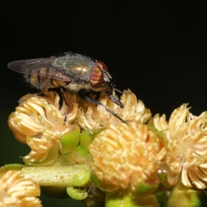 Stomorhina sp. (genus) at Acton, ACT - 19 Feb 2021 01:12 PM