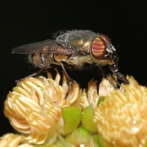 Stomorhina sp. (genus) at Acton, ACT - 19 Feb 2021