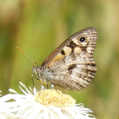 Geitoneura klugii (Marbled Xenica) at Cotter River, ACT - 20 Feb 2021 by MatthewFrawley