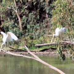 Platalea flavipes (Yellow-billed Spoonbill) at Albury - 20 Feb 2021 by KylieWaldon