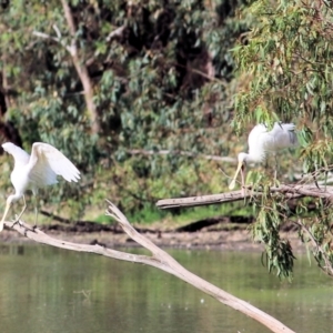 Platalea flavipes at Albury - 20 Feb 2021