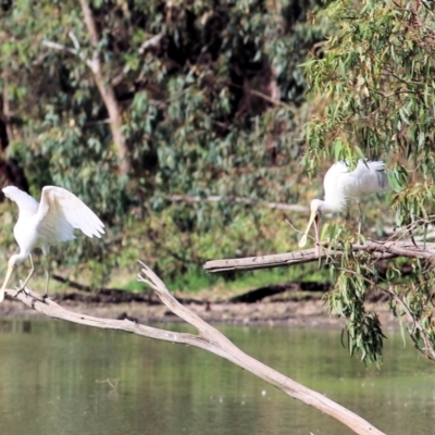 Platalea flavipes (Yellow-billed Spoonbill) at Splitters Creek, NSW - 19 Feb 2021 by Kyliegw