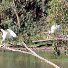 Platalea flavipes (Yellow-billed Spoonbill) at Splitters Creek, NSW - 19 Feb 2021 by Kyliegw