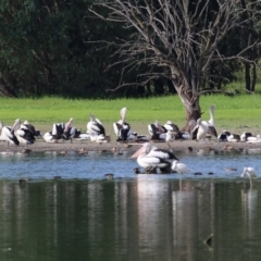 Platalea flavipes at Albury - 20 Feb 2021