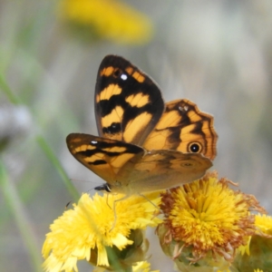 Heteronympha solandri at Cotter River, ACT - 20 Feb 2021 11:15 AM