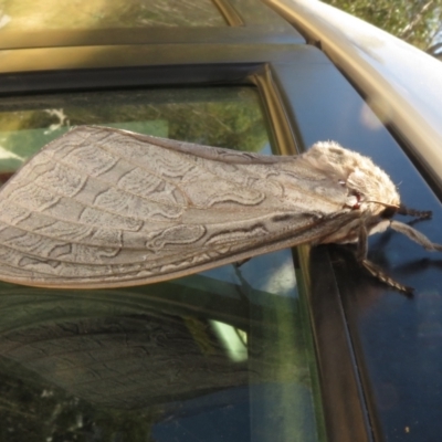 Abantiades (genus) (A Swift or Ghost moth) at Brindabella, ACT - 20 Feb 2021 by Christine