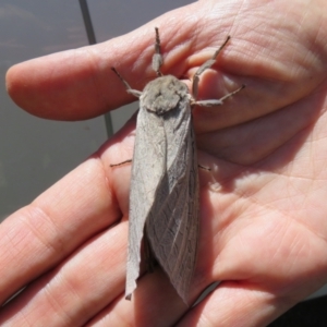 Abantiades (genus) at Brindabella, ACT - 20 Feb 2021