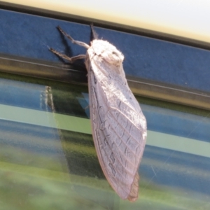 Abantiades sp. (genus) at Brindabella, ACT - 20 Feb 2021
