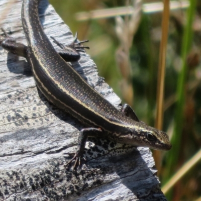 Pseudemoia spenceri (Spencer's Skink) at Namadgi National Park - 20 Feb 2021 by Christine