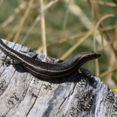 Pseudemoia spenceri at Cotter River, ACT - 20 Feb 2021