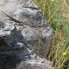 Pseudemoia spenceri at Cotter River, ACT - 20 Feb 2021