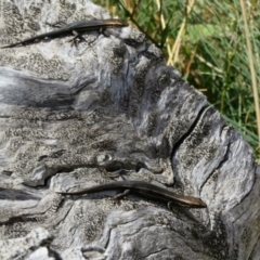 Pseudemoia spenceri at Cotter River, ACT - 20 Feb 2021