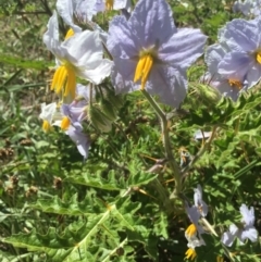 Solanum sisymbriifolium (Sticky Nightshade) at Lawson, ACT - 15 Feb 2021 by rainer