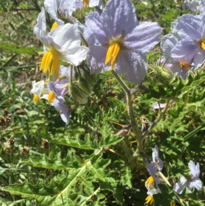 Solanum sisymbriifolium (Sticky Nightshade) at Lawson, ACT - 15 Feb 2021 by rainer