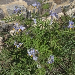 Solanum sisymbriifolium at Lawson, ACT - 15 Feb 2021