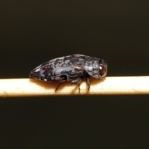 Diphucrania sp. (genus) at Acton, ACT - 19 Feb 2021 12:04 PM