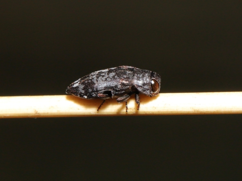 Diphucrania sp. (genus) at Acton, ACT - 19 Feb 2021