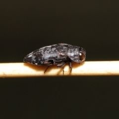 Diphucrania sp. (genus) (Jewel Beetle) at Acton, ACT - 19 Feb 2021 by TimL