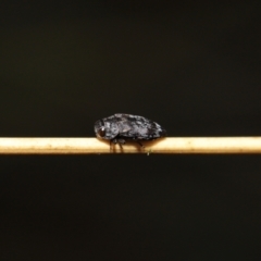 Diphucrania sp. (genus) at Acton, ACT - 19 Feb 2021 12:04 PM