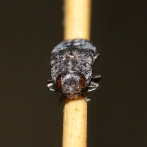 Diphucrania sp. (genus) at Acton, ACT - 19 Feb 2021 12:04 PM